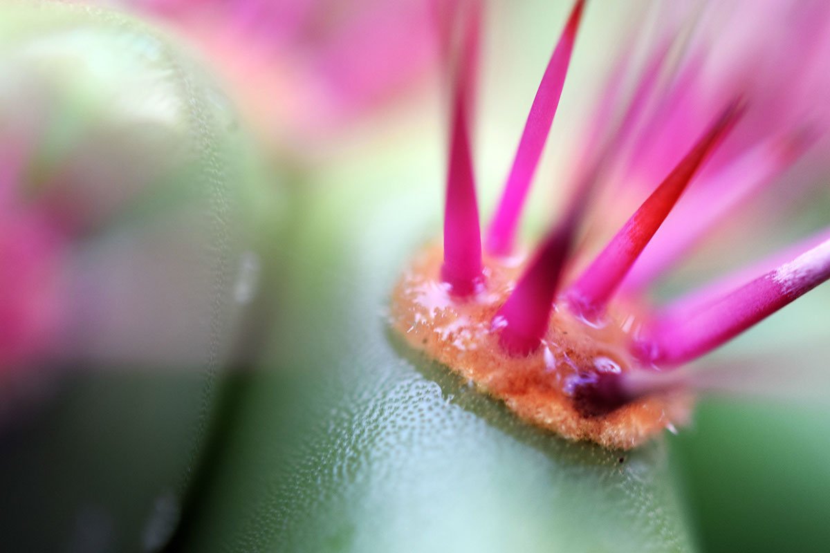 Kauai Cactus